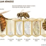Bal arısı yaşam döngüsü