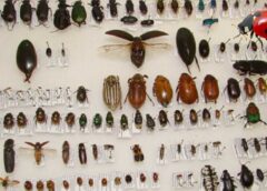 Biyolojik savaşın vazgeçilmezi: Faydalı böcekler